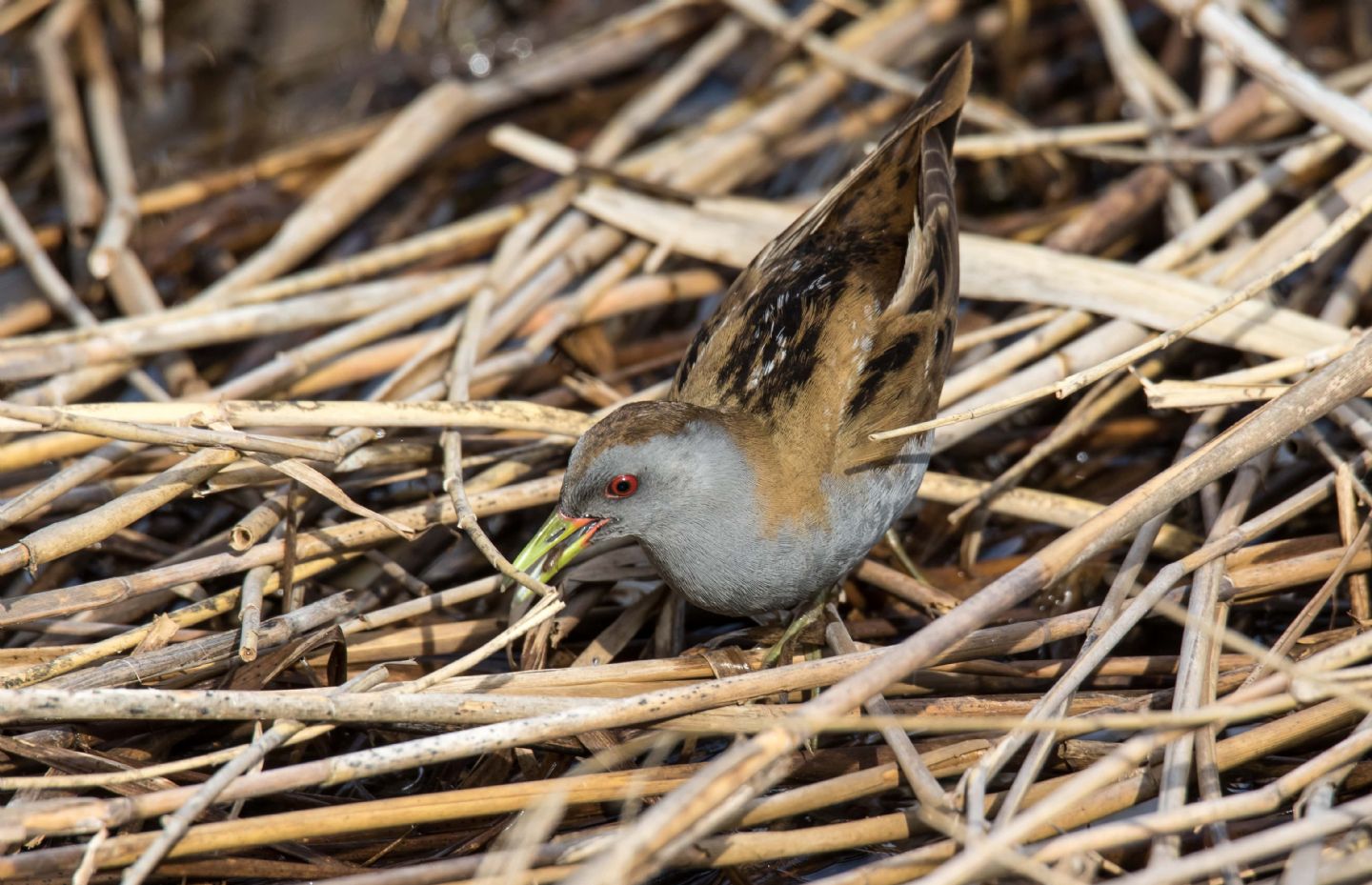 Schiribille (Porzana parva) in caccia